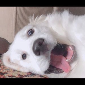 Meet your Posher, Patrick